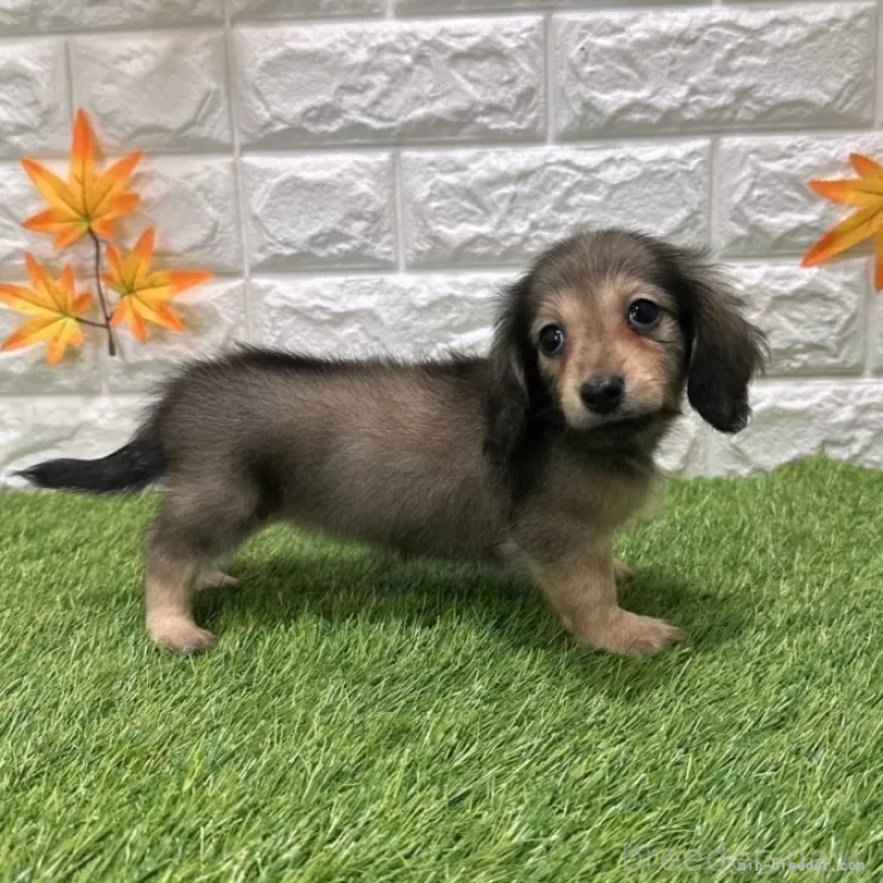 成約済の愛知県のミニチュアダックスフンド(ロングヘアード)-424733の5枚目