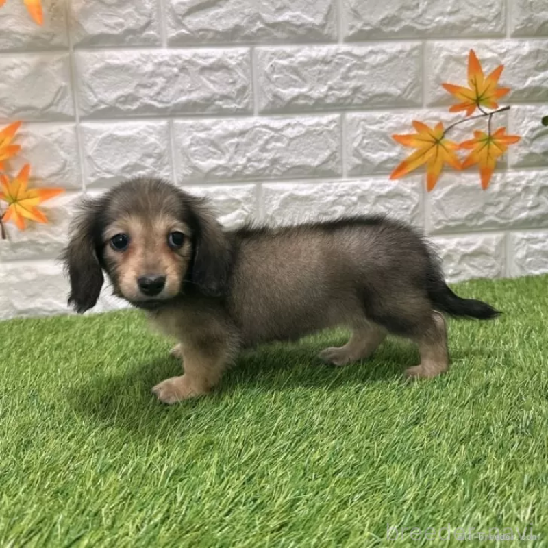 成約済の愛知県のミニチュアダックスフンド(ロングヘアード)-424733の4枚目