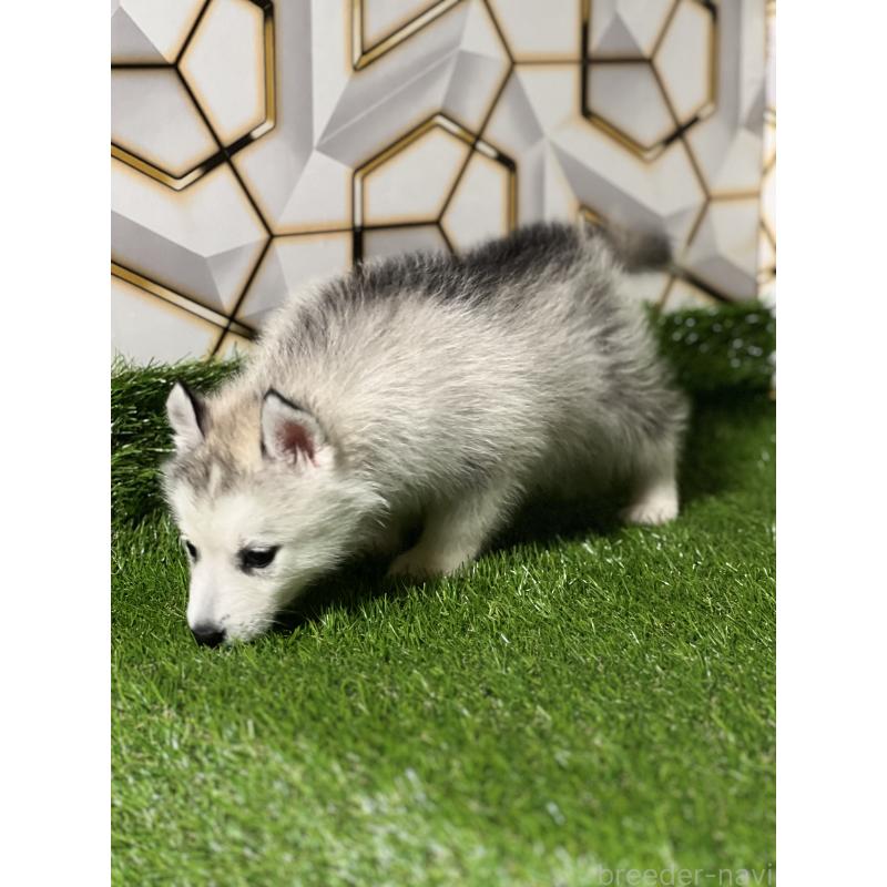 販売中の静岡県のシベリアンハスキー-425721の3枚目