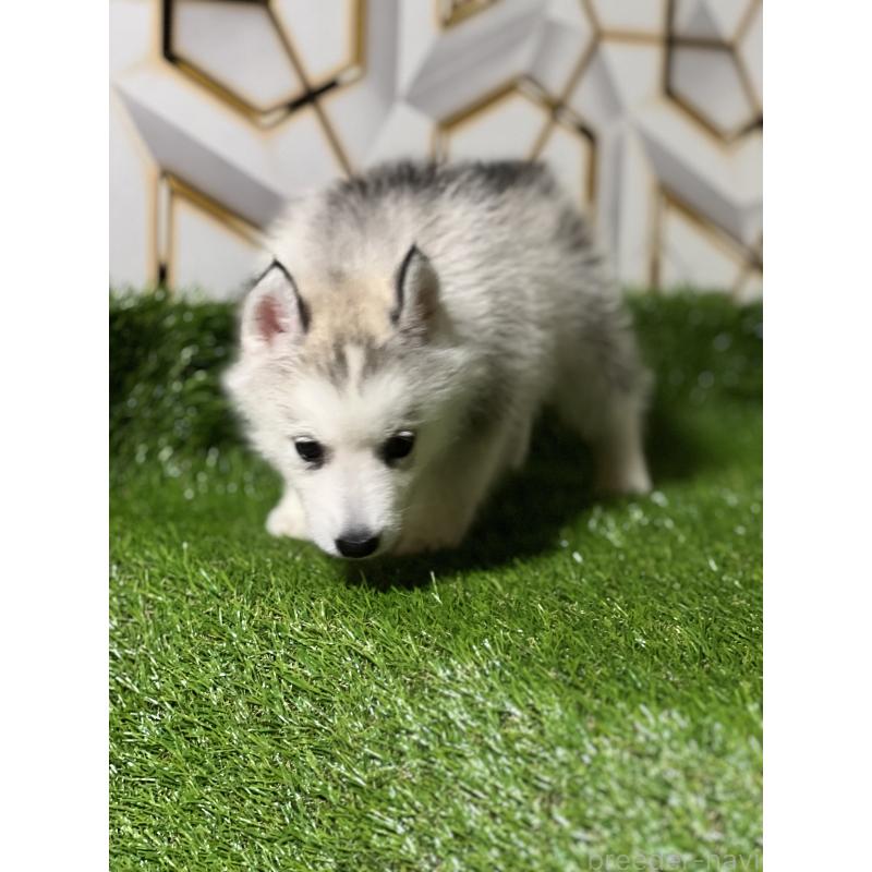 販売中の静岡県のシベリアンハスキー-425721の2枚目