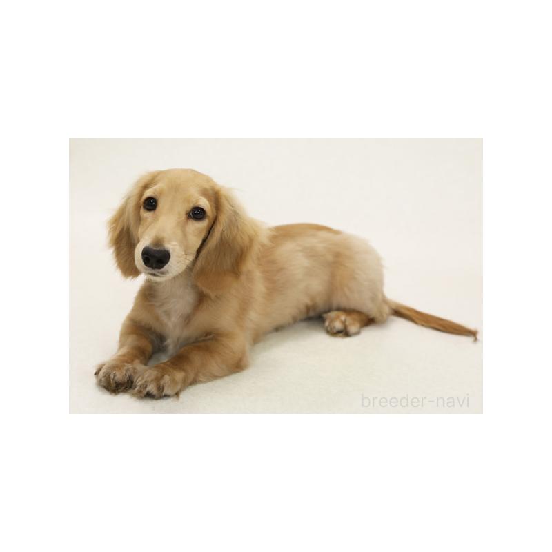 販売中の神奈川県のミニチュアダックスフンド(ロングヘアード)-394422