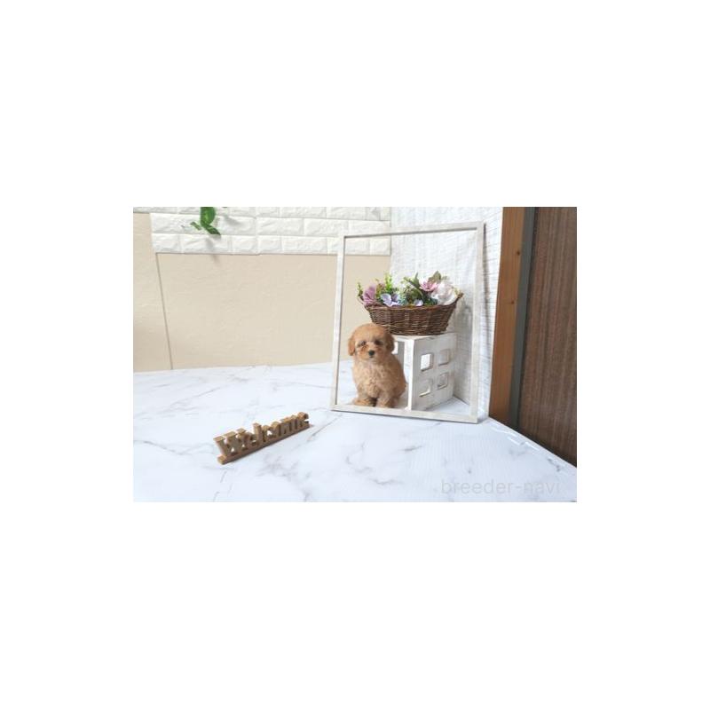 販売中の滋賀県のトイプードル-425710の4枚目