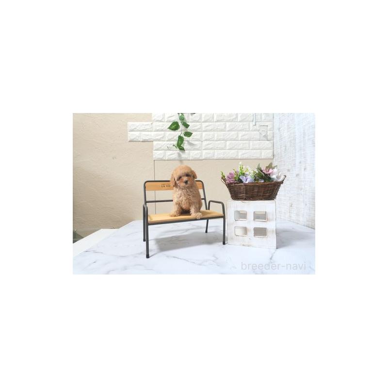 販売中の滋賀県のトイプードル-425710の3枚目