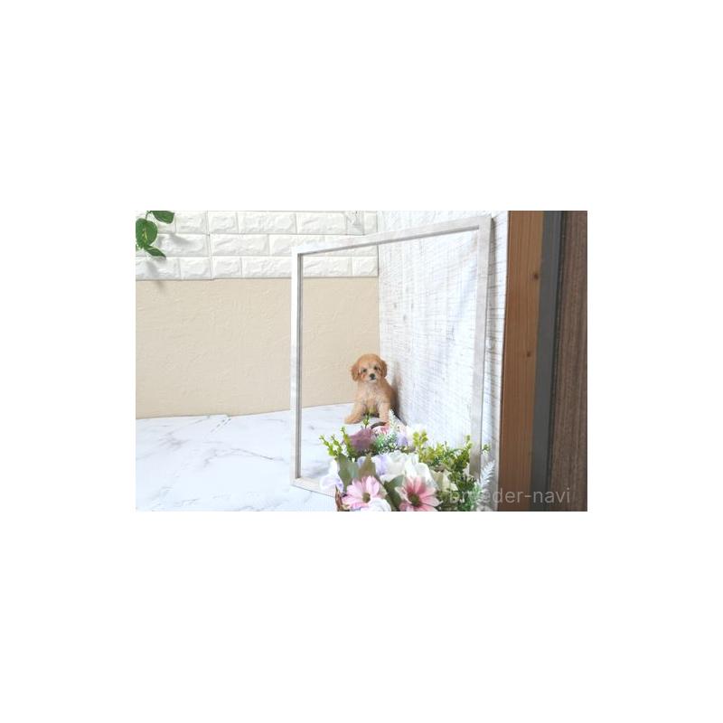 販売中の滋賀県のトイプードル-425711の4枚目