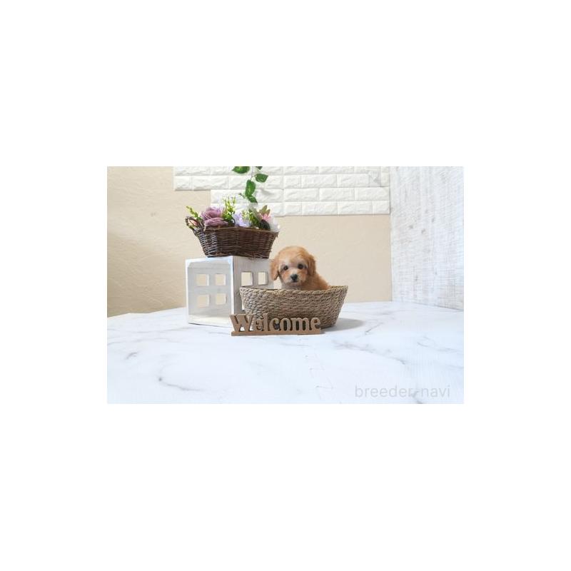 販売中の滋賀県のトイプードル-425711の2枚目