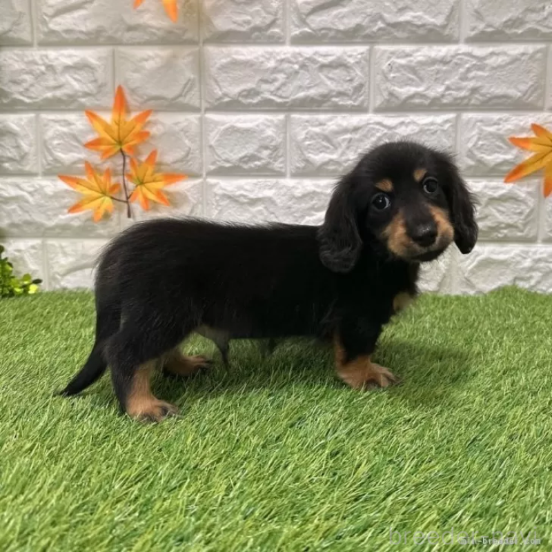 成約済の愛知県のミニチュアダックスフンド(ロングヘアード)-424721の5枚目