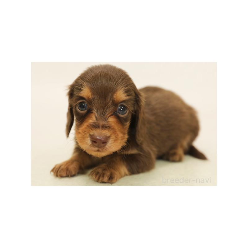 販売中の神奈川県のミニチュアダックスフンド(ロングヘアード)-422159