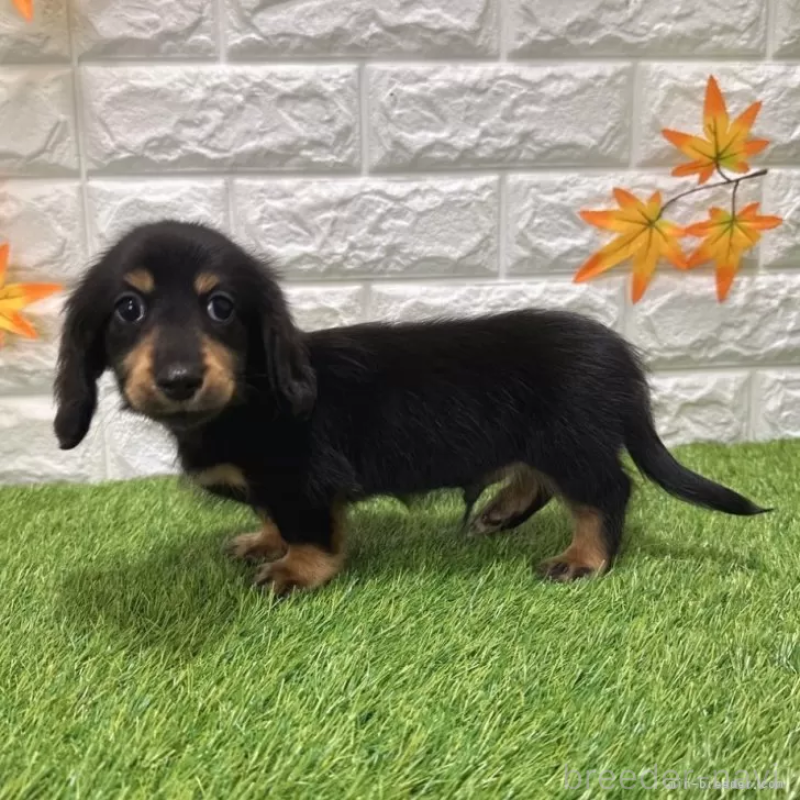 成約済の愛知県のミニチュアダックスフンド(ロングヘアード)-424721の4枚目