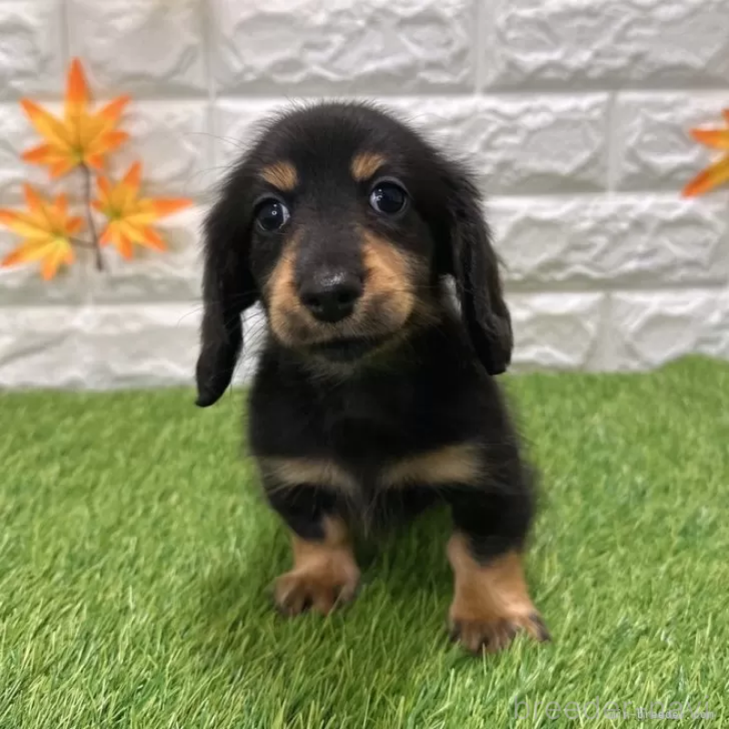 成約済の愛知県のミニチュアダックスフンド(ロングヘアード)-424721の3枚目