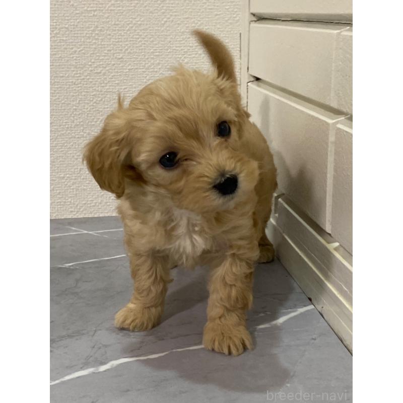 販売中の宮崎県のマルプー:マルチーズ×トイプードル-425712の2枚目