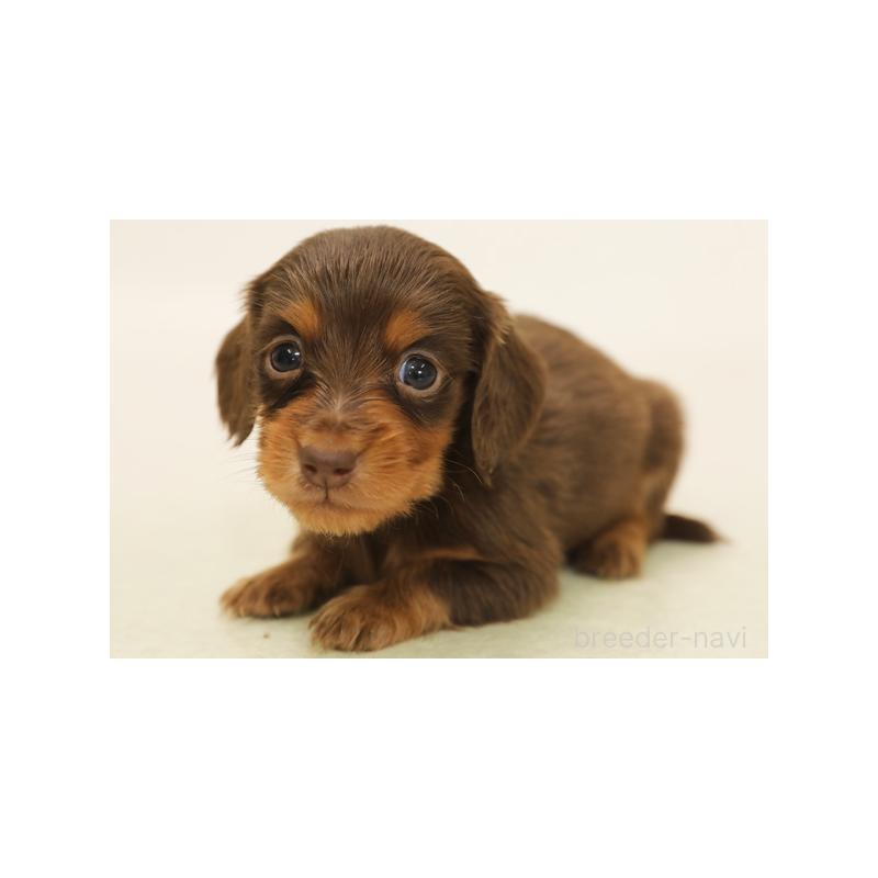 販売中の神奈川県のミニチュアダックスフンド(ロングヘアード)-422160