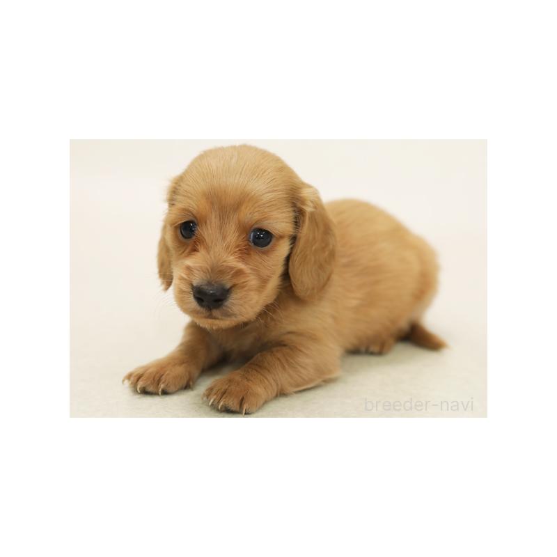 販売中の神奈川県のミニチュアダックスフンド(ロングヘアード)-422162