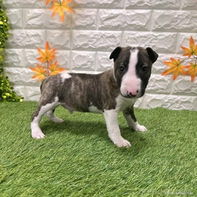 成約済の愛知県のミニチュアブルテリア-424687の5枚目