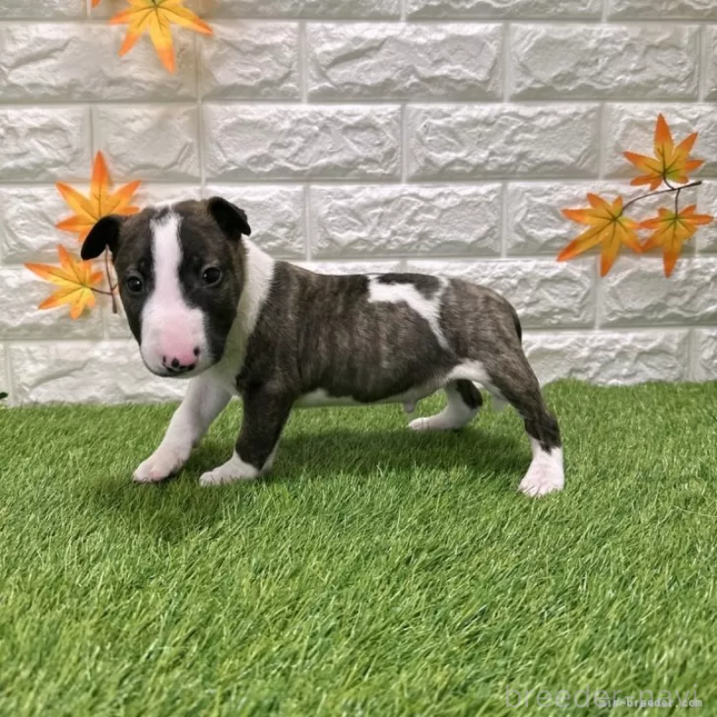 成約済の愛知県のミニチュアブルテリア-424687の4枚目