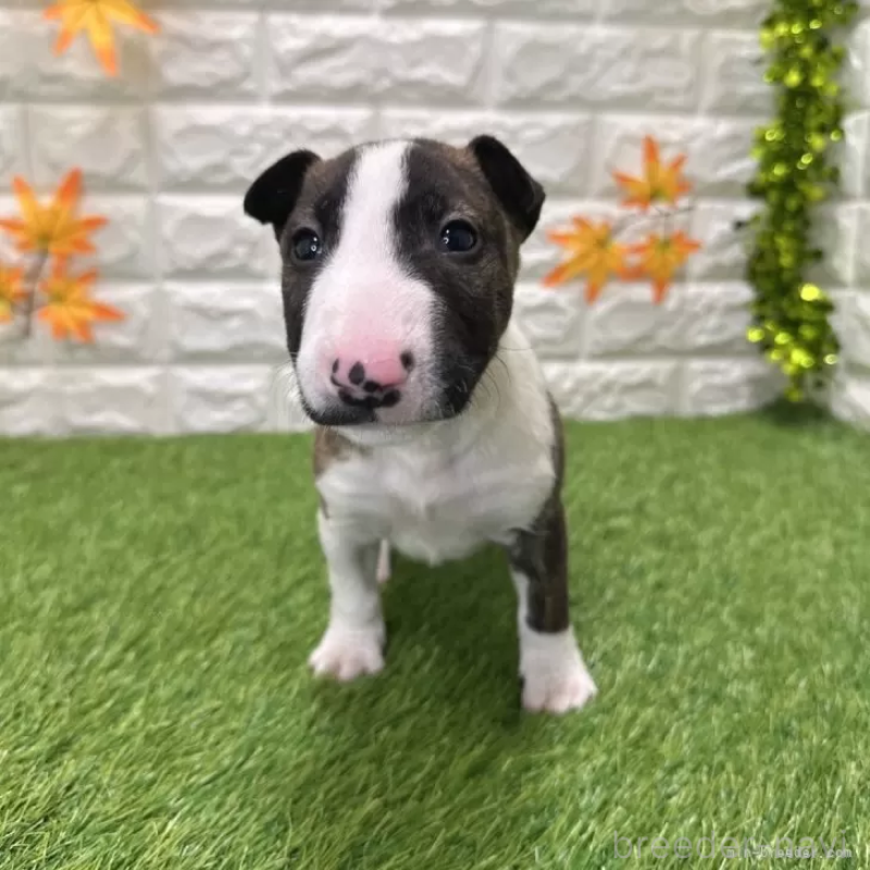 成約済の愛知県のミニチュアブルテリア-424687の3枚目