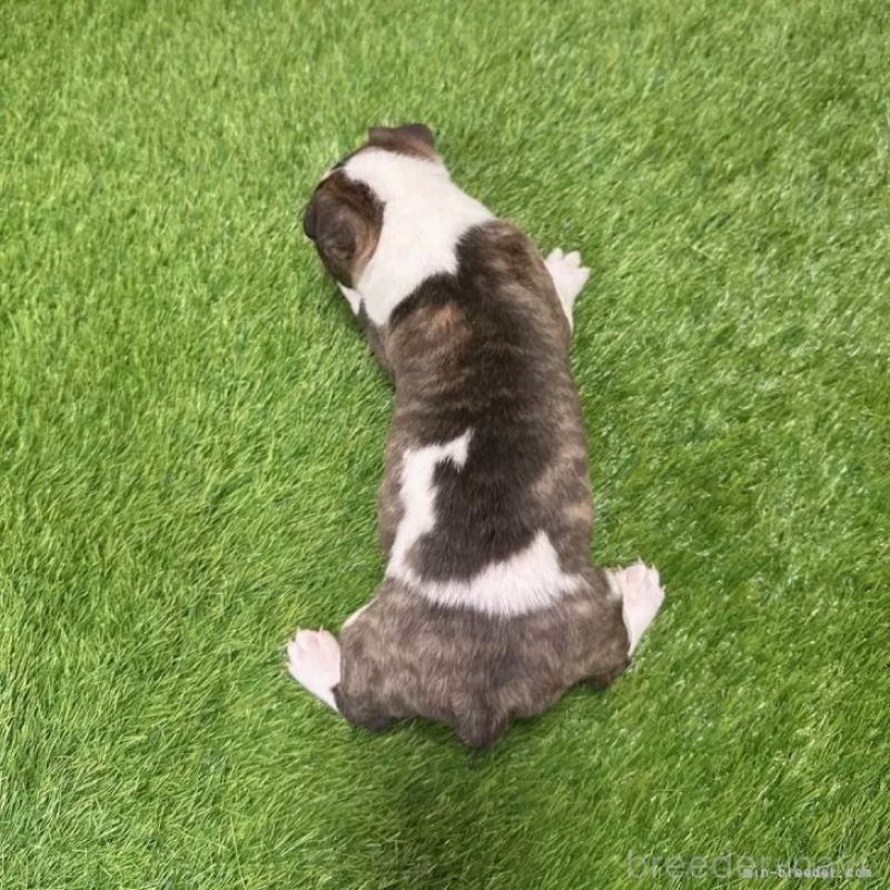 成約済の愛知県のミニチュアブルテリア-424687の2枚目