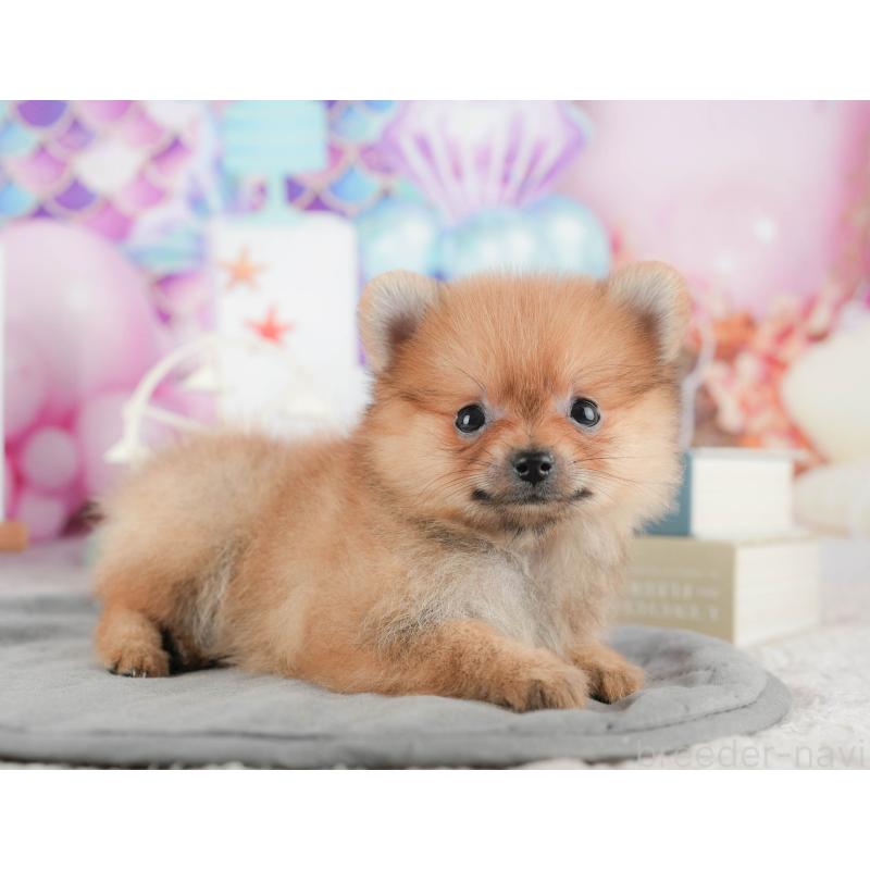 販売中の茨城県のポメラニアン-425798の6枚目