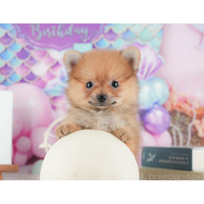 販売中の茨城県のポメラニアン-425798の5枚目