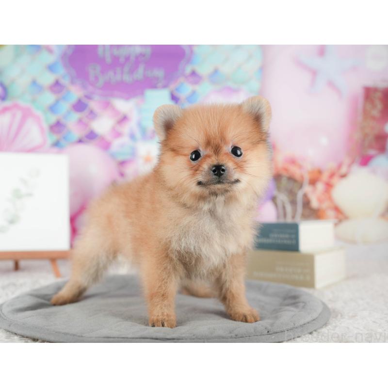 販売中の茨城県のポメラニアン-425798の3枚目