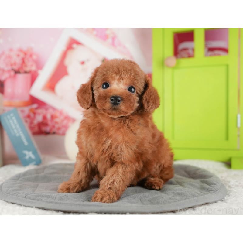 成約済の茨城県のタイニープードル-425714の5枚目