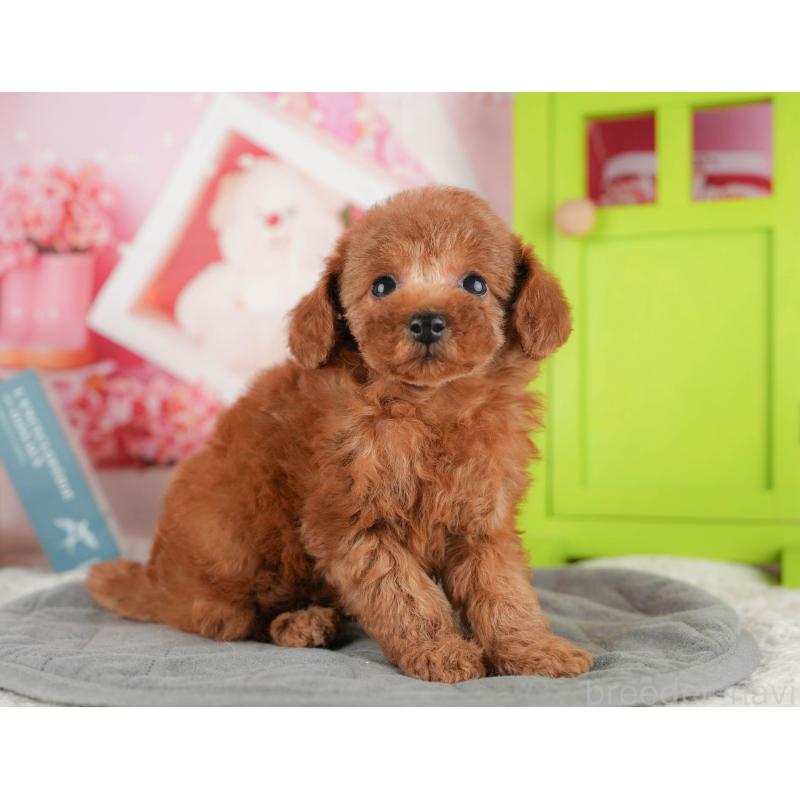 成約済の茨城県のタイニープードル-425714の3枚目