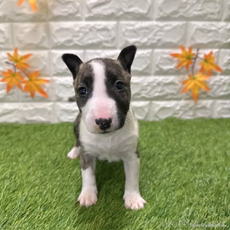 商談中の愛知県のミニチュアブルテリア-424705