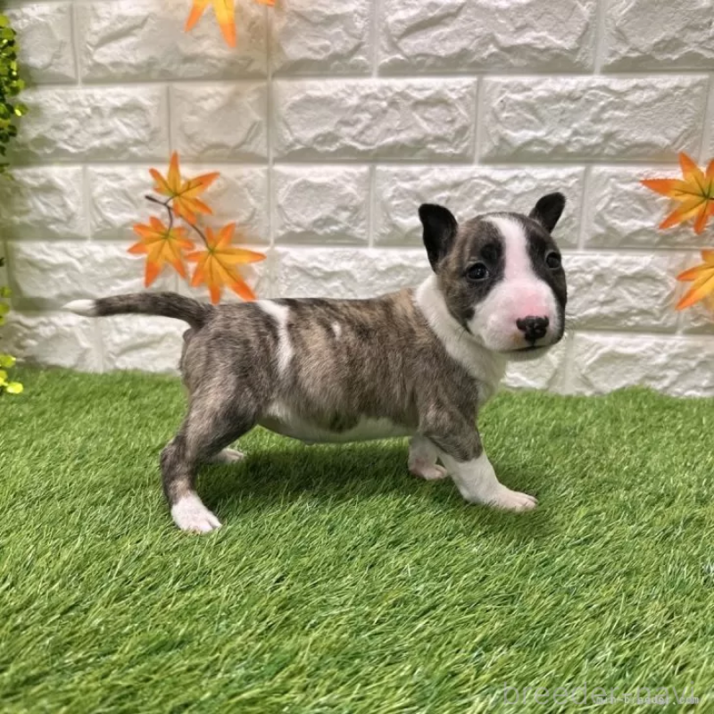 成約済の愛知県のミニチュアブルテリア-424705の5枚目