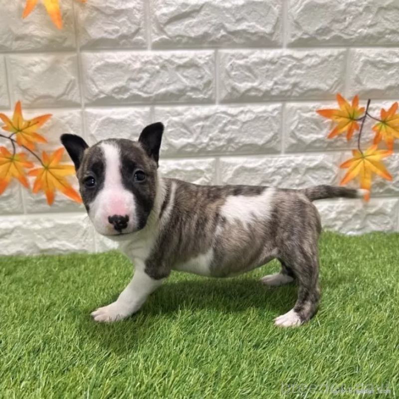 成約済の愛知県のミニチュアブルテリア-424705の4枚目