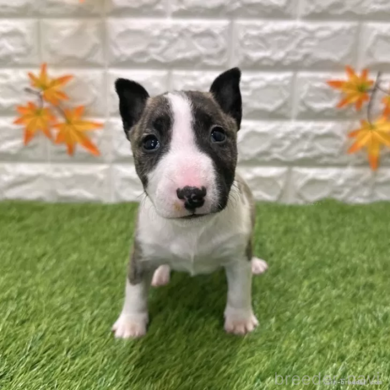 成約済の愛知県のミニチュアブルテリア-424705の3枚目