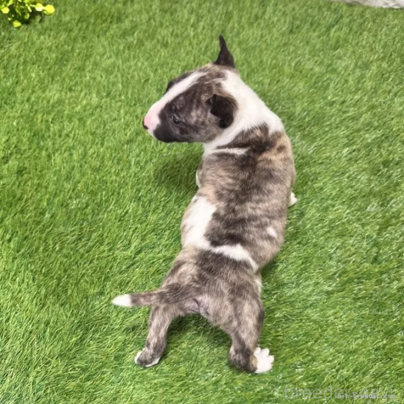 成約済の愛知県のミニチュアブルテリア-424705の2枚目