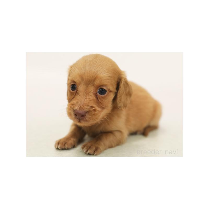 販売中の神奈川県のミニチュアダックスフンド(ロングヘアード)-422164