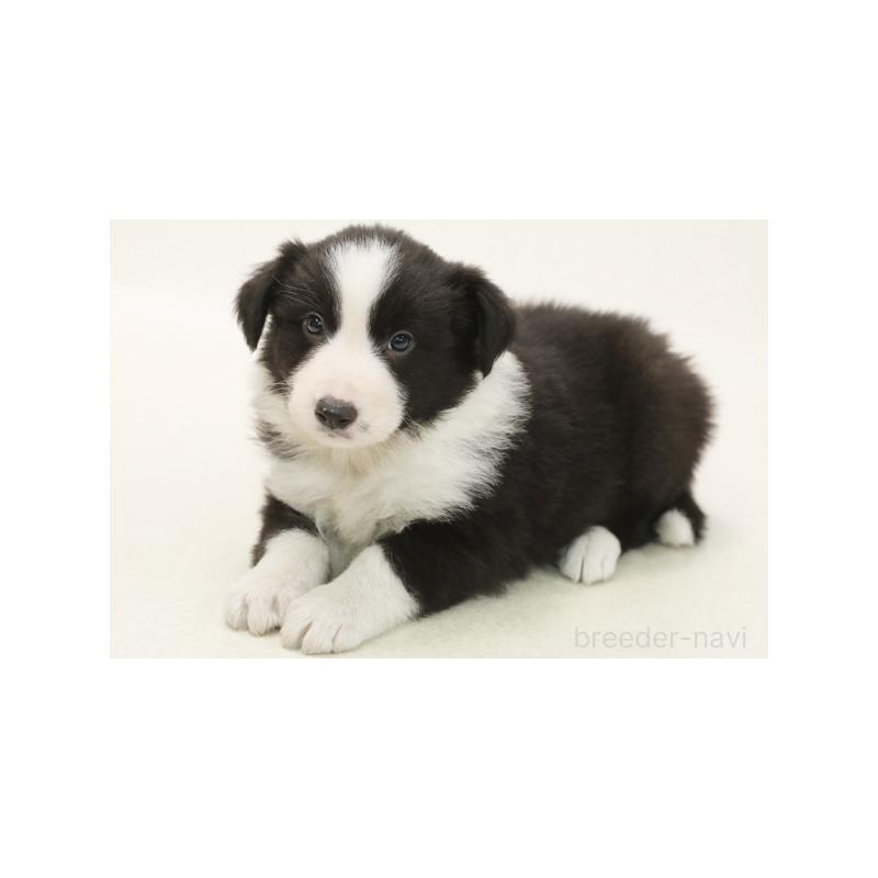 成約済の神奈川県のボーダーコリー-424760の2枚目