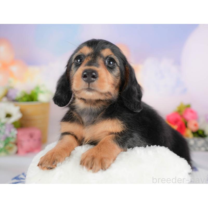 販売中の栃木県のミニチュアダックスフンド(ロングヘアード)-425717の5枚目