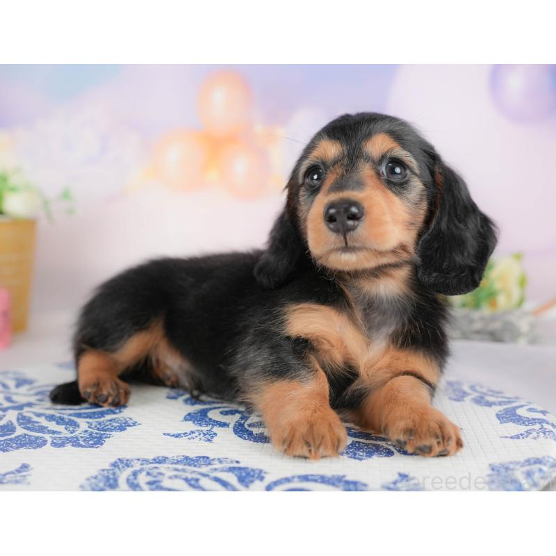 販売中の栃木県のミニチュアダックスフンド(ロングヘアード)-425717の4枚目