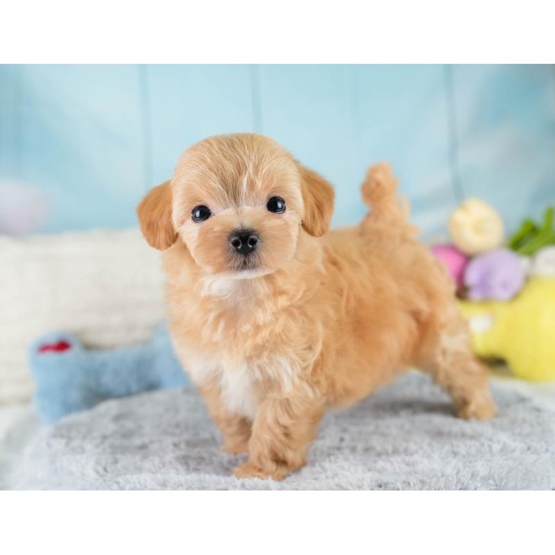 販売中の栃木県のマルプー:マルチーズ×トイプードル-425718の11枚目