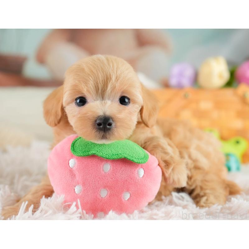 販売中の栃木県のマルプー:マルチーズ×トイプードル-425718の10枚目