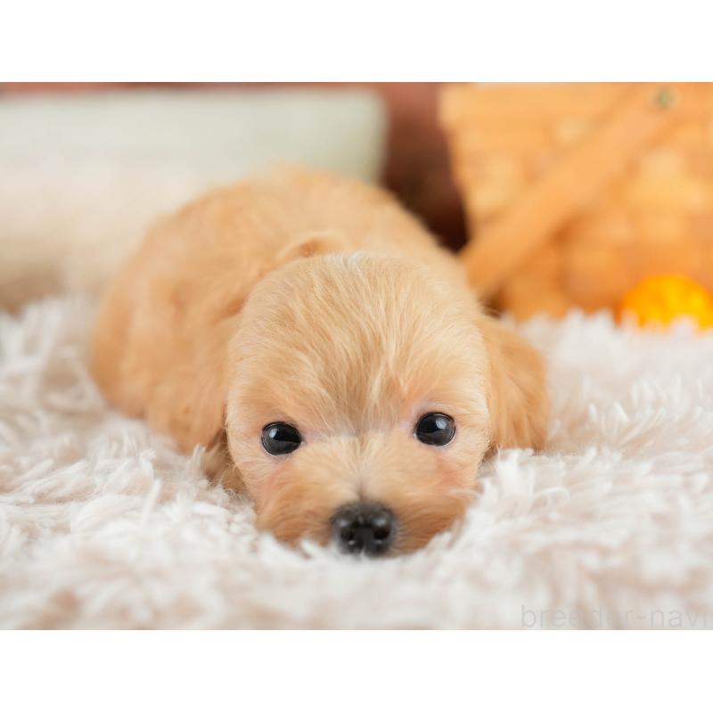 販売中の栃木県のマルプー:マルチーズ×トイプードル-425718の7枚目