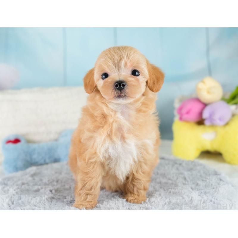 販売中の栃木県のマルプー:マルチーズ×トイプードル-425718の6枚目