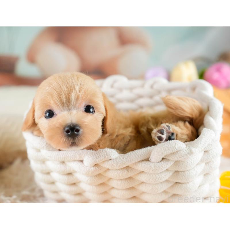 販売中の栃木県のマルプー:マルチーズ×トイプードル-425718の5枚目