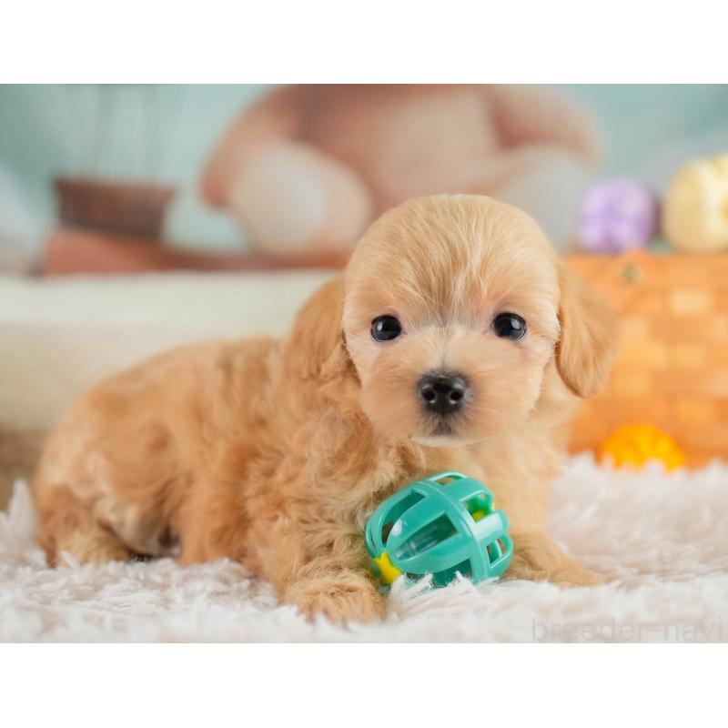 販売中の栃木県のマルプー:マルチーズ×トイプードル-425718の4枚目