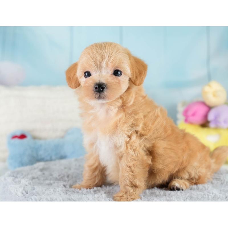 販売中の栃木県のマルプー:マルチーズ×トイプードル-425718の3枚目