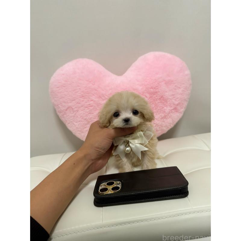 販売中の埼玉県のマルプー:マルチーズ×トイプードル-425521の4枚目