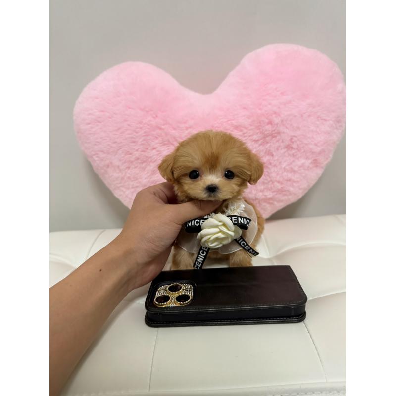 販売中の埼玉県のマルプー:マルチーズ×トイプードル-425522の3枚目