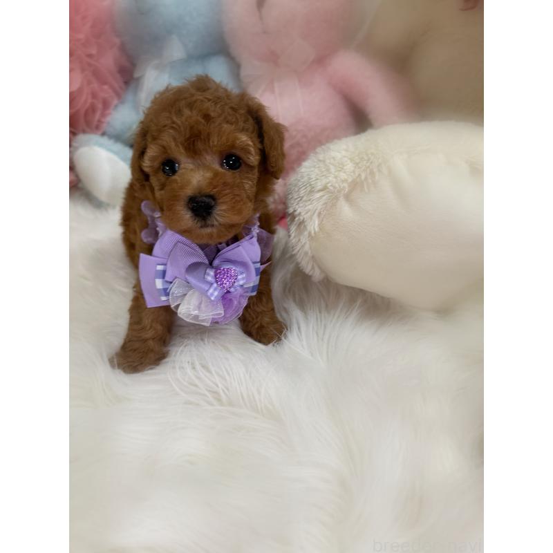 販売中の香川県のトイプードル-425523の5枚目