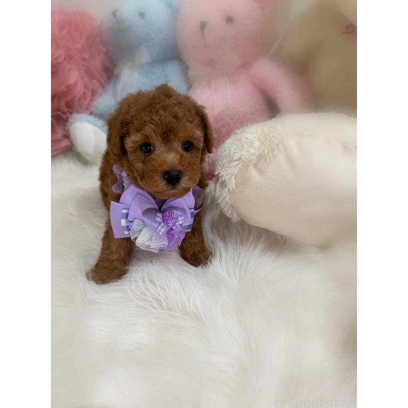 販売中の香川県のトイプードル-425523の4枚目