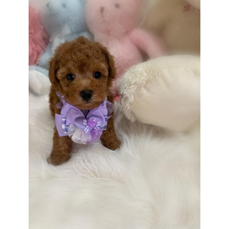 販売中の香川県のトイプードル-425523の3枚目