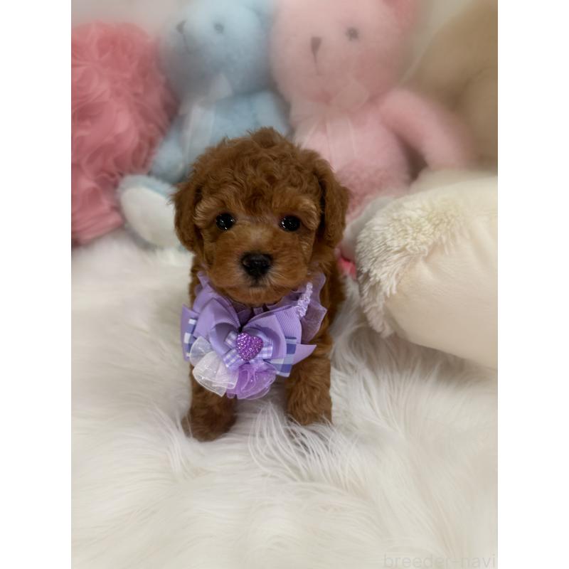 販売中の香川県のトイプードル-425523の2枚目