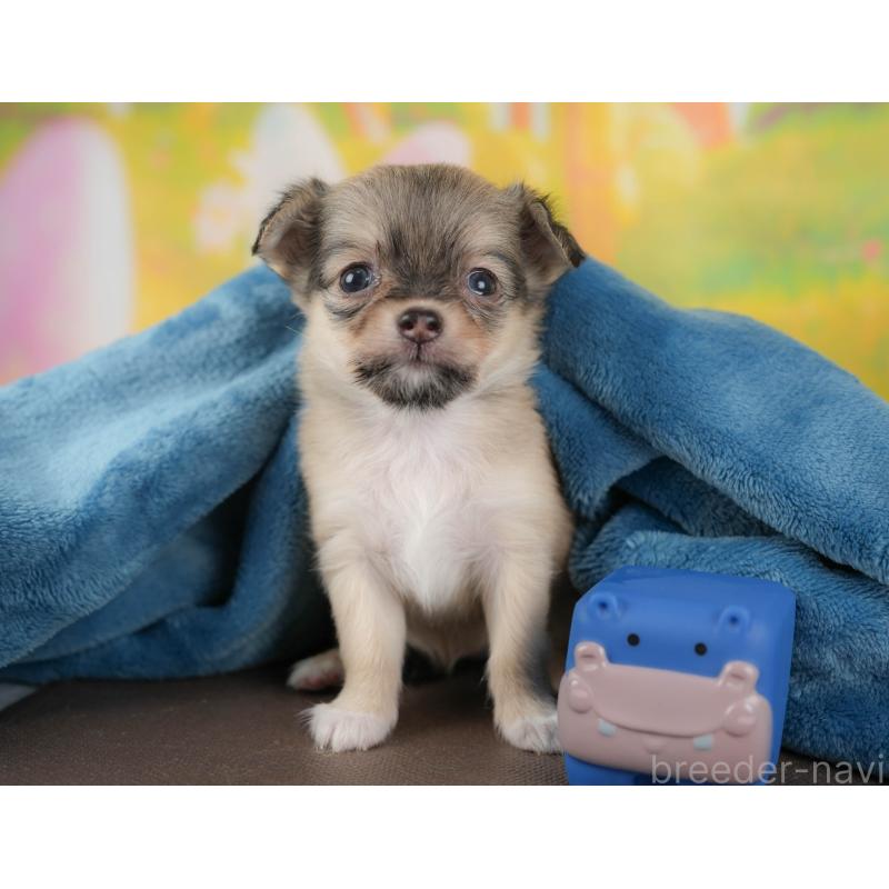 販売中の栃木県のチワワ(ロングコート)-425719の7枚目