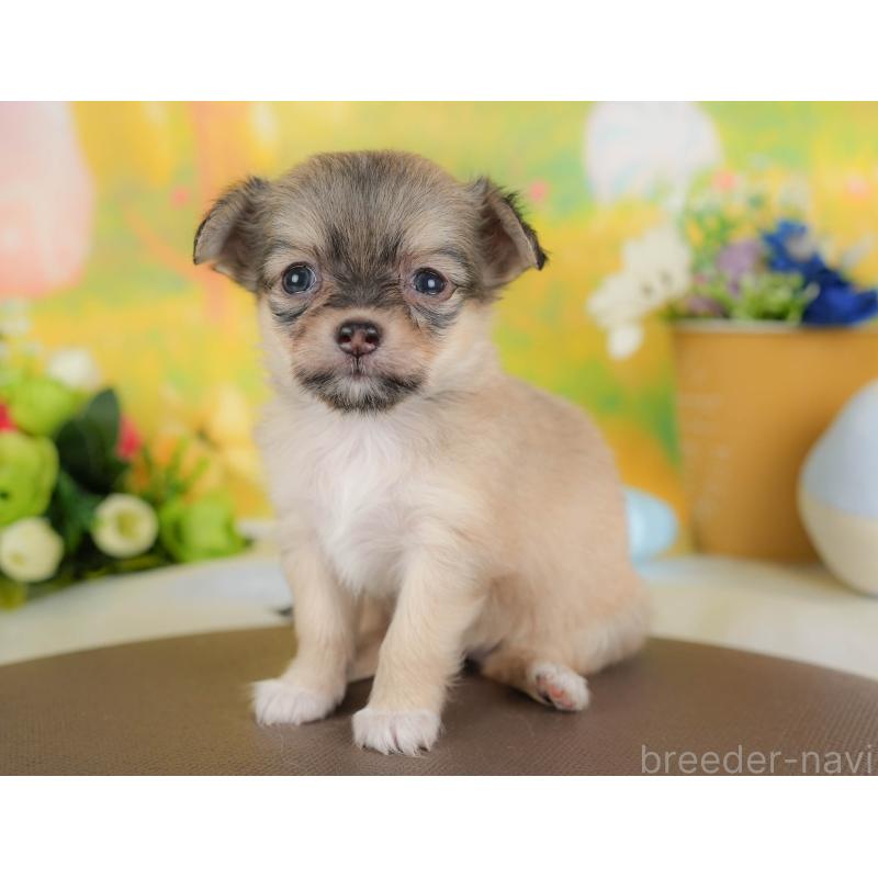 販売中の栃木県のチワワ(ロングコート)-425719の3枚目