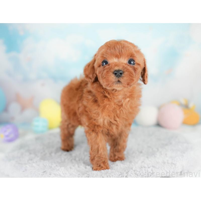 販売中の栃木県のトイプードル-425722の8枚目